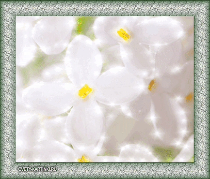 Открытки с белой сиренью анимационные. Открытки с белой сиренью gif.