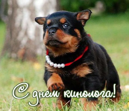 Открытки с днём кинолога скачать бесплатно. Открытки с днём кинолога 21 июня.