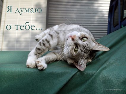 Скачать Открытки думаю о тебе бесплатно. Открытки думаю о тебе gif.