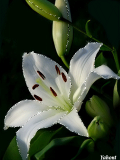 Открытки с белой лилией скачать бесплатно. Открытки с белой лилией gif.