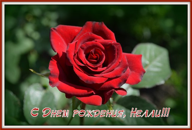 Открытки с именем Нелли скачать бесплатно. Открытки с именем Неля.