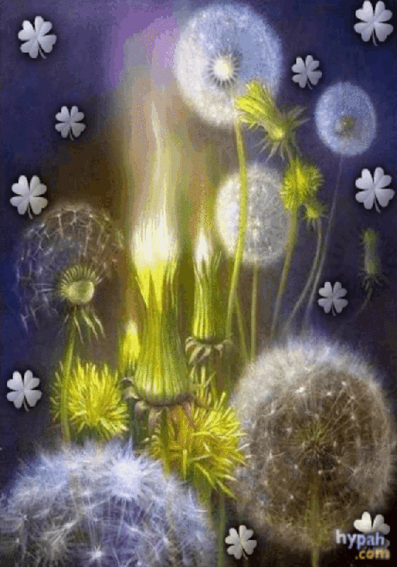Открытки с белыми одуванчиками gif. Скачать открытки с белыми одуванчиками.