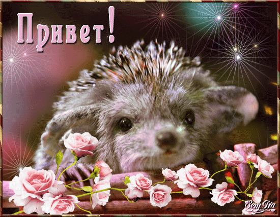  Скачать  красивые  Открытки с  приветствием  бесплатно gif.