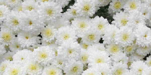 Открытки с белыми хризантемами анимационные. Открытки с белыми хризантемами gif.