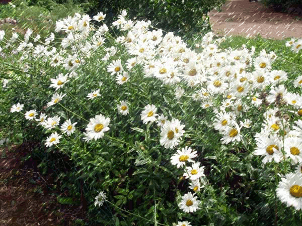 Открытки с ромашковым полем с анимациями. Открытки с ромашковым полем gif.