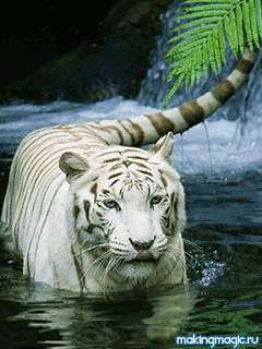 Открытки с белым тигром скачать. Открытки с белым тигром бесплатно.