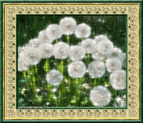 Открытки с белыми одуванчиками gif. Скачать открытки с белыми одуванчиками.