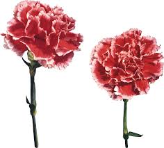 Открытки с гвоздиками скачать. Открытки с гвоздиками онлайн.