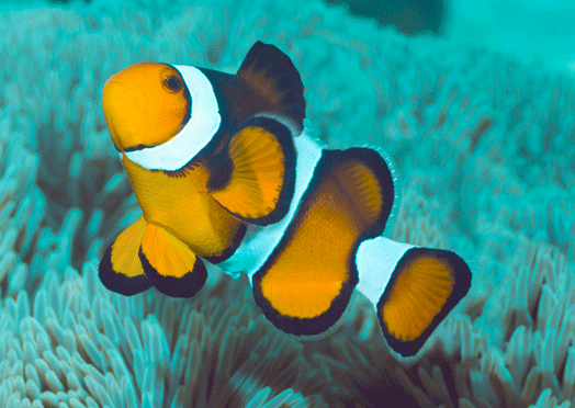 Открытки с рыбами скачать бесплатно. Открытки с рыбами gif. 