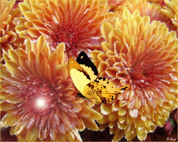 Открытки с хризантемами скачать бесплатно. Открытки с хризантемами онлайн.