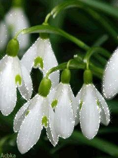 Открытки с подснежниками скачать бесплатно. Открытки с подснежниками gif.