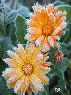 Открытки с календулой скачать бесплатно. Открытки с календулой онлайн.