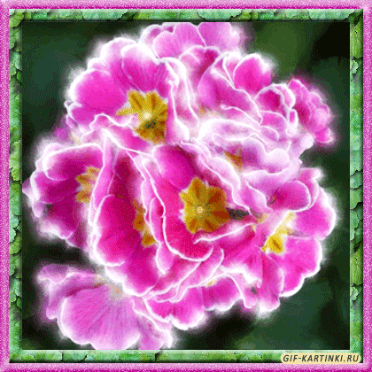 Открытки с альстромериями анимационные. Открытки с альстромериями скачать.