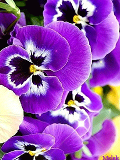 Открытки с фиолетовыми анютиными глазками скачать бесплатно.