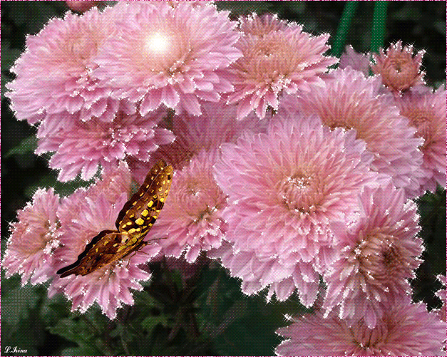 Открытки с хризантемами скачать бесплатно. Открытки с хризантемами онлайн.