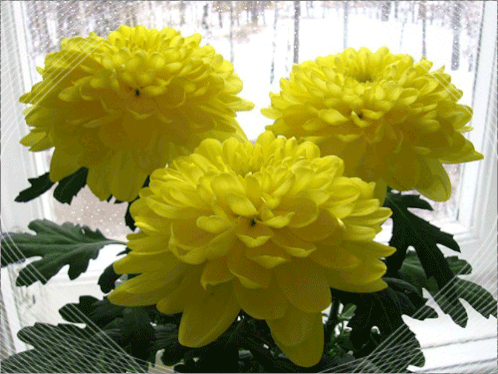 Открытки с хризантемами скачать бесплатно. Открытки с хризантемами онлайн.