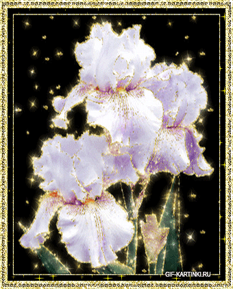 Открытки с ирисами скачать. Открытки с ирисами бесплатно онлайн.