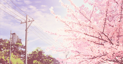 Открытки с сакурой gif. Дерево сакуры открытки скачать бесплатно.