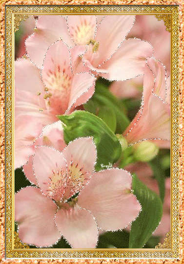 Открытки с альстромериями анимационные. Открытки с альстромериями скачать.