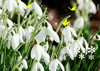 Открытки с подснежниками скачать бесплатно. Открытки с подснежниками gif.