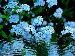 Открытки с незабудками бесплатно. Открытки с незабудками анимационные.