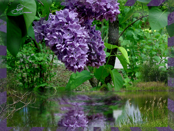 Открытки с кустами сирени скачать бесплатно. Открытки с кустами сирени онлайн.
