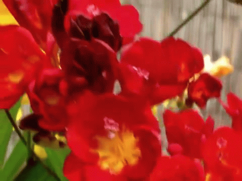 Открытки с фрезиями gif. Открытки с фрезиями скачать бесплатно.