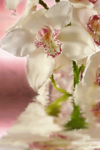 Открытки с белыми орхидеями скачать. Открытки с белыми орхидеями бесплатно он...