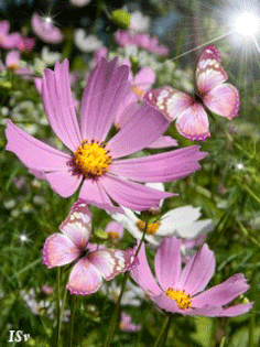 Открытки с космеями анимационные. Открытки с космеями gif.  