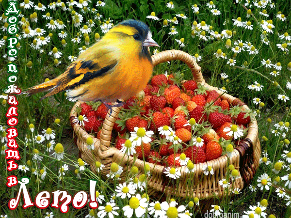 Красивые открытки лето. Скачать бесплатно открытки лето gif.