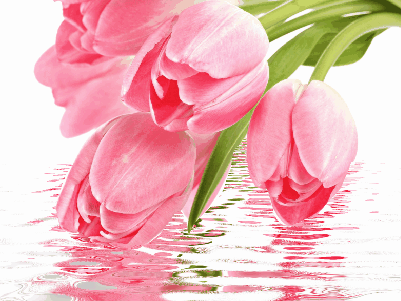 Нежные открытки с розовыми тюльпанами. Открытки с розовыми тюльпанами скачать.