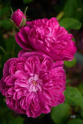 Открытки с пионами в саду скачать бесплатно. Открытки с пионами в саду онлайн.