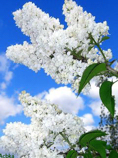 Открытки с белой сиренью анимационные. Открытки с белой сиренью gif.