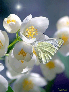 Открытки с цветами жасмина скачать. Открытки с цветами жасмина анимационные.