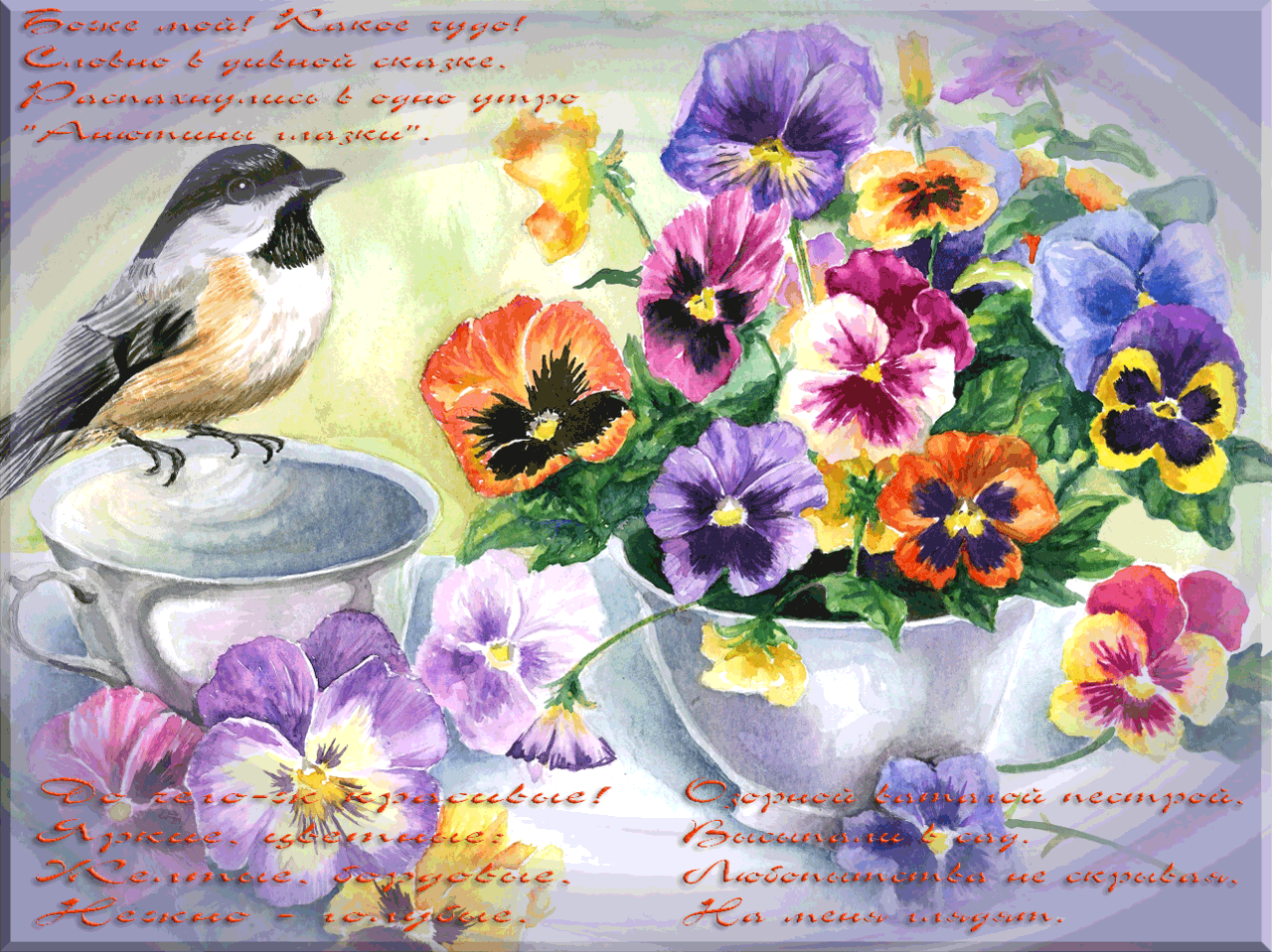 Открытки с разноцветными анютиными глазками скачать бесплатно.