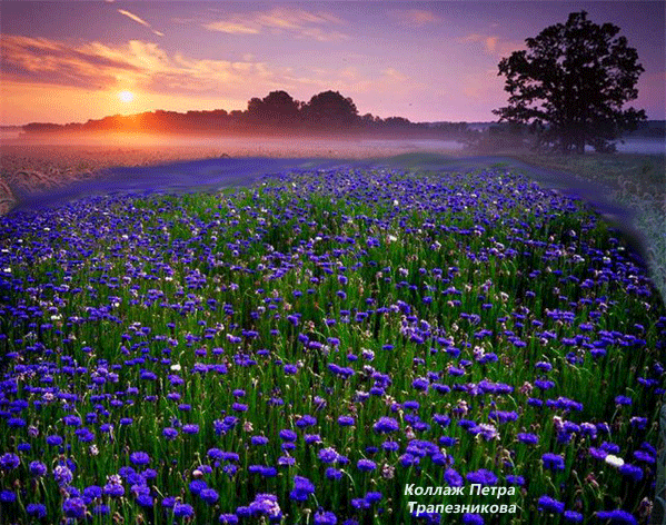Открытки с васильковым полем скачать бесплатно. Открытки с васильковым полем ...