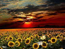 Открытки с подсолнухами в поле скачать бесплатно. Открытки с подсолнухами в п...