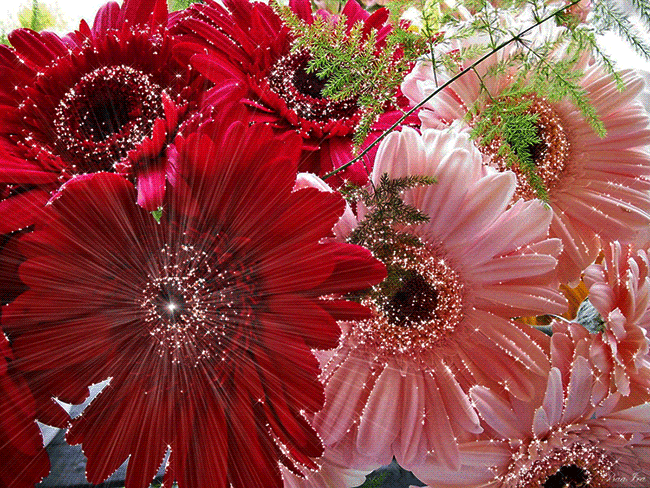 Открытки с герберами скачать бесплатно. Открытки с герберами gif.