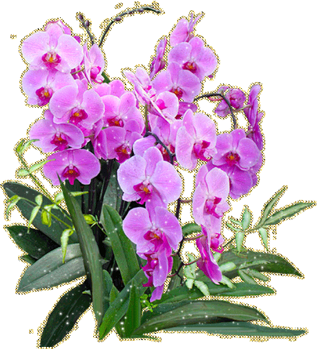 Открытки с розовыми орхидеями скачать бесплатно. Открытки с розовыми орхидеям...