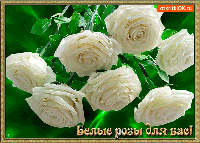 Открытки с белыми розами скачать бесплатно. Открытки с белыми розами онлайн.