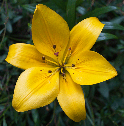 Открытки с желтыми лилиями gif. Открытки с желтыми лилиями скачать.