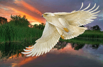 Открытки с орлом скачать бесплатно. Открытки с орлом онлайн.