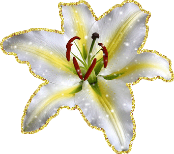 Открытки с лилейниками анимационные. Открытки с лилейниками gif.