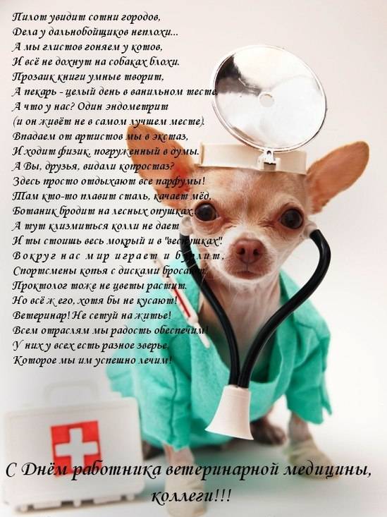 Открытки с Международным днём ветеринара скачать бесплатно.