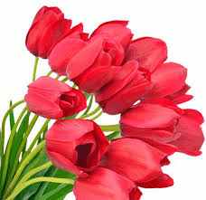 Открытки с красными тюльпанами скачать. Открытки с красными тюльпанами с аним...