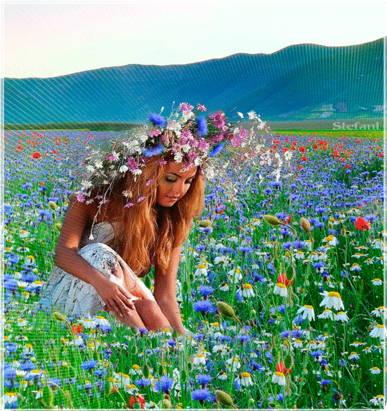 Открытки с васильковым полем скачать бесплатно. Открытки с васильковым полем ...