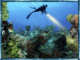 Открытки с подводным миром скачать. Открытки с подводным миром бесплатно.