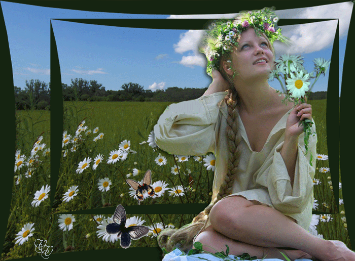 Открытки с ромашковым полем с анимациями. Открытки с ромашковым полем gif.