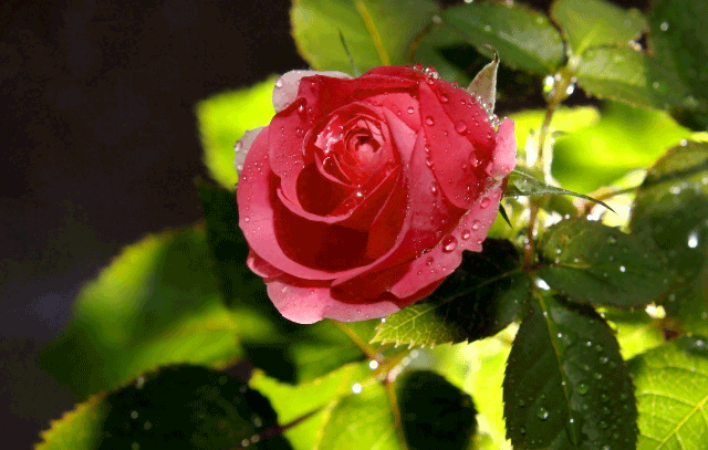 Открытки с росой на цветах скачать. Открытки с росой на цветах бесплатно.