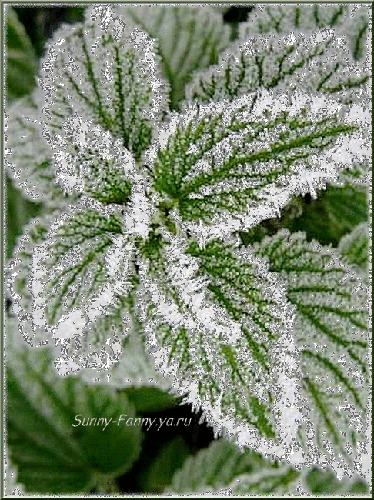 Открытки с инеем скачать бесплатно. Открытки с инеем gif.     